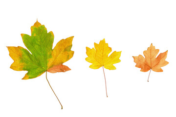 Three multicolored autumn maple leaves isolated on white background, top view. Minimal fall concept.