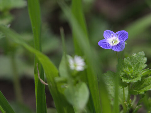 flor maleza de ortiga