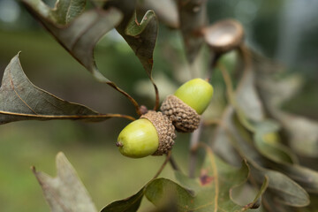 Green Acorns from an Oak Tree in the Early Autumn
