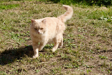 Naklejka na ściany i meble Peach cat on the village lawn in the sun against the background of green grass.