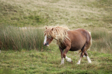 Naklejka na ściany i meble Wild Welsh Mountain Ponies