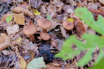 Armillaria. Autumn mushrooms grown under fallen leaves under an