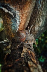 Caparazon de caracol