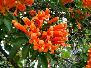 Pyrostegia Venusta (Bignonia Venusta, Trompetero naranja)