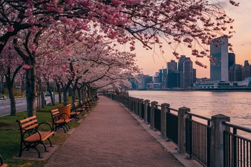 Foto op Plexiglas Cherry blossoms and view of the Manhattan skyline at sunset, at Roosevelt Island, in New York City © jonbilous