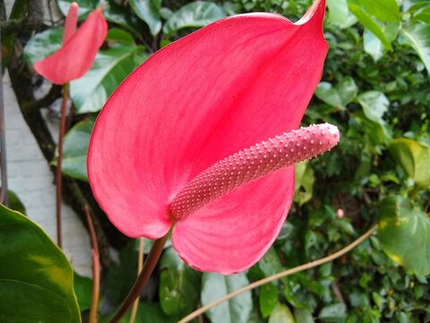 Anthurium (Anturio, Lirio flamingo)