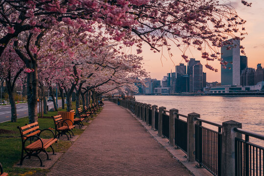 Cherry blossoms and view of the Manhattan skyline at sunset, at Roosevelt Island, in New York City