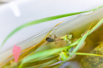 Closeup of Virginia gray frog treefrog tadpole swimming in aquarium outside with legs and feet
