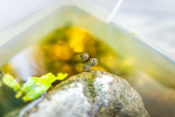 Gray tree frog treefrog tadpoles swimming in aquarium outside breathing air opening mouths in...