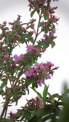 Obraz premium flowers