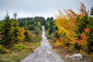 Colorful yellow foliage in autumn fall in Dolly Sods in West Virginia in National Forest Park with dirt road path straight driving point of view © Kristina Blokhin