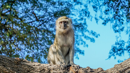 Vervet monkey in a tree in okavango delta in botswana africa on safari luxury travel tail monkey business cute travels africa adventure tourism tourist wildlife photography