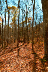 Fall colors on the boreal forest, Quebec, Canada