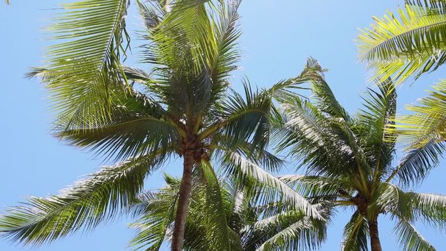 palm tree and blue sky with strong wind blowing