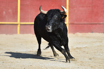 a black powertul bull with big horns running on the traditional spectacle of bullfight