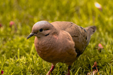 Tórtola en primavera