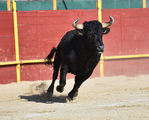 toro español con grandes cuernos