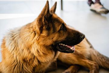 primer plano de perro ovejero aleman jugando 