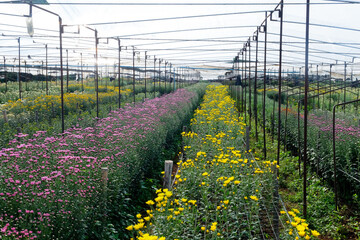View of Gerbera cultivated flower beds and chrysanthemum flowers are being cultivated on a farm in Saraburi, Thailand 