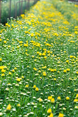 View of Gerbera cultivated flower beds and chrysanthemum flowers are being cultivated on a farm in Saraburi, Thailand 