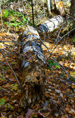 Dead tree on the ground in an old Canadian forest in Quebec