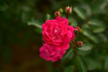 赤いバラ