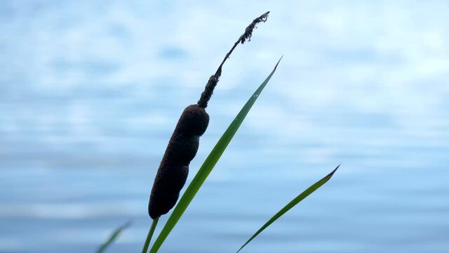 Closer look of the common bulrush plant in Estonia