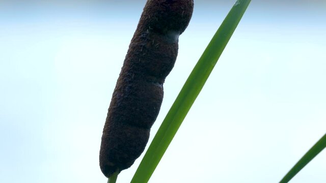 The fat flower of the broadleaf cattail plant in Estonia