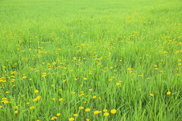 タンポポと草原