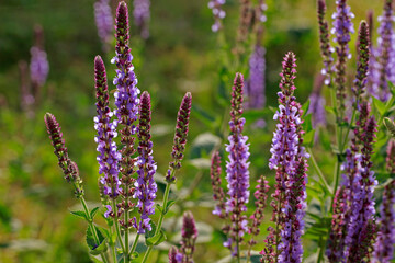 The beauty of the lavender
