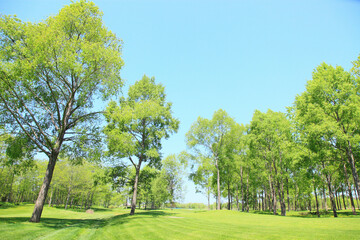 新緑の木々
