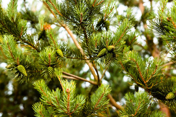 branches of a pine tree with young green cones