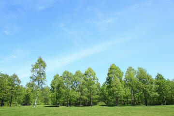 新緑の木々