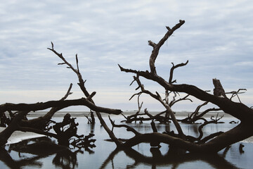 Driftwood Beach