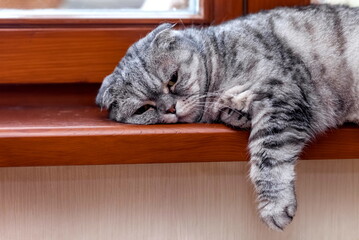 Gray cat breed Scottish fold close up lying on the windowsill
