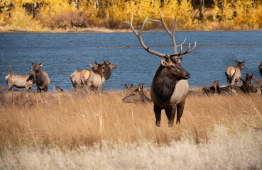 Bull Elk with large antlers watching over his herd of cow elk at a lake during fall rut mating season Colorado, USA