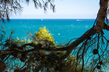 Sunny day with a pine tree and turquoise sea water, summer vacation