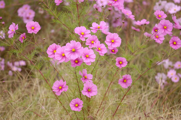 コスモス