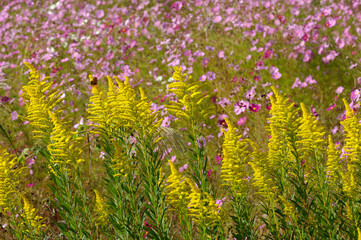 セイタカアワダチソウ