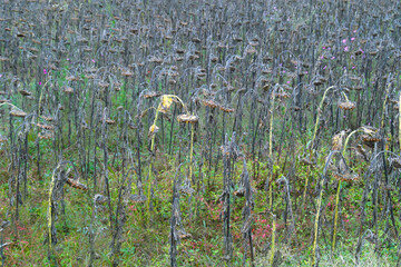 Obraz premium ヒマワリ畑