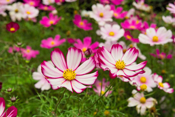 コスモス
