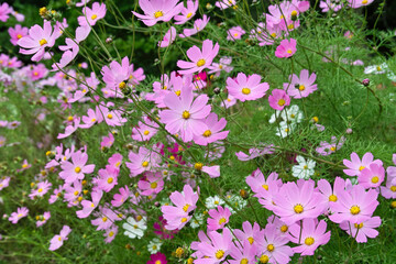 コスモス