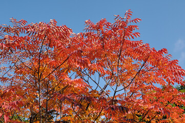 ウルシの紅葉