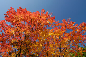 ウルシの紅葉