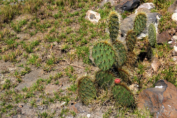 view of vegetation of desert ecosystem with nopales, cacti and cacti with thorns