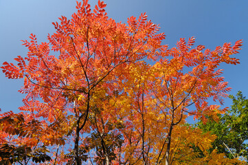 Fototapeta premium ウルシの紅葉