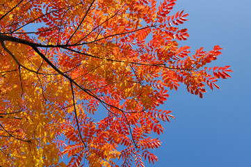 Fototapeta premium ウルシの紅葉