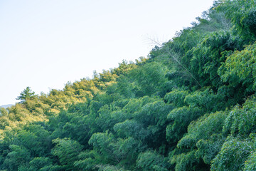 Sunset view of a bamboo forest in Emerald valley, Anhui province, China.