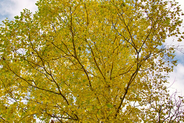 ダケカンバの紅葉