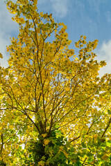 ダケカンバの紅葉